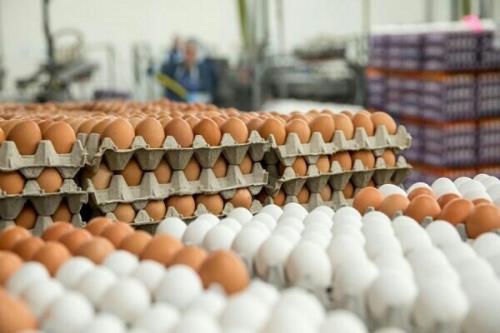 قیمت تخم مرغ در میادین تره بار باردیگر کاهش پیدا کرد