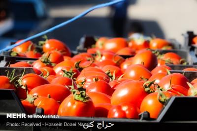 قیمت گوجه فرنگی در میادین تره بار کاهش پیدا کرد