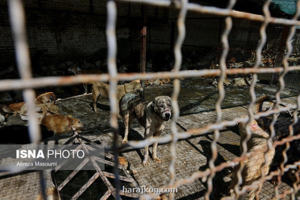 افتتاح نقاهتگاه جدید سگ ها در سرخه حصار