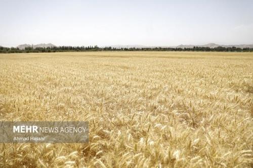 خسارت ۸۰ درصدی گندم دیم تمام مزارع بیمه بودند