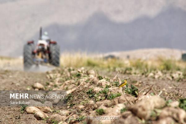 رشد ۲۰ برابری کشت پاییزه چغندرقند در کشور