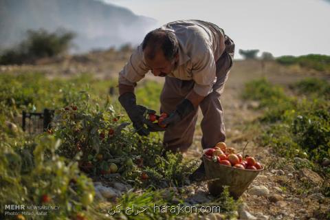 ممنوعیت واردات محصولات جالیزی از ایران