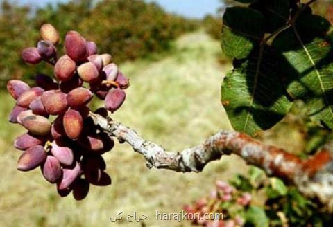 آغاز برداشت رسمی پسته طی روزهای آینده، باید صادرات توسعه یابد