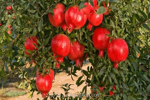 پیش بینی تولید ۹۱۵ هزار تن انار امسال