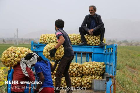 افزایش ۴۶۰ درصدی قیمت پیاز، سیب زمینی ۲۰۷ درصد گران گردید