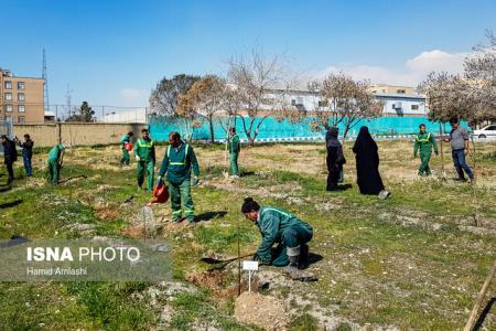 كاشت ۵۶۰ هزار اصله درخت در شهر تهران