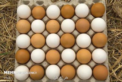 دلیلهای گرانی تخم مرغ در بازار